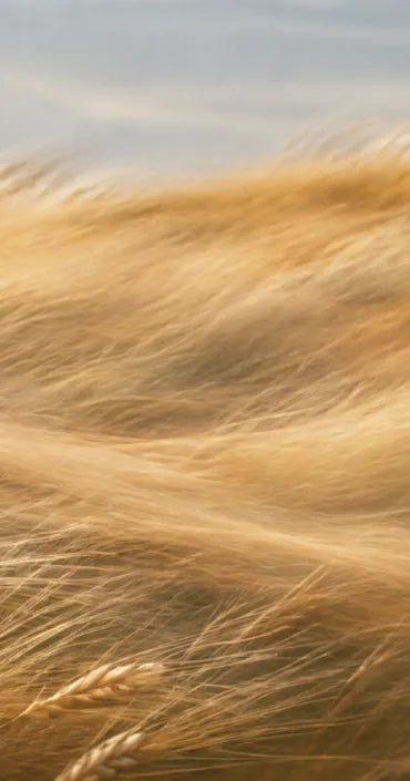 Golden Drift lifestyle